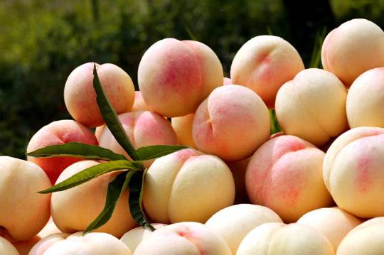 하늘작 복숭아. 사진=충주시 제공