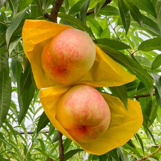 하늘작 복숭아. 사진=충주시  제공