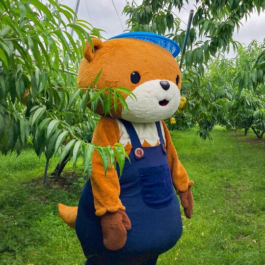 충주시 농산물 통합 브랜드인 '충주씨'가 복숭아 수확을 돕고 있다. 사진=충주시 제공