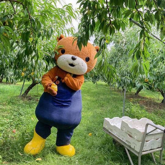 충주시 농산물 통합 브랜드인 '충주씨'가 복숭아 수확을 돕고 있다. 사진=충주시 제공