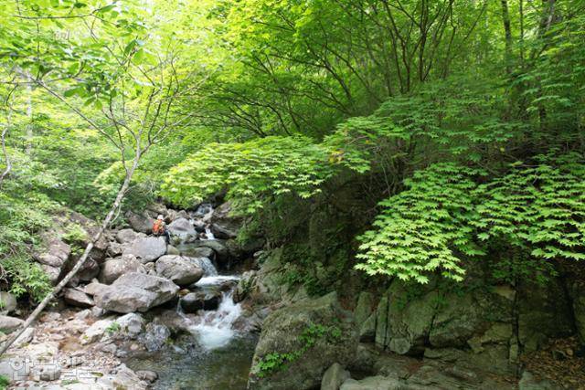 원시림을 형성한 비수구미 계곡에는 크고 작은 폭포가 끊임없이 이어져 있다.
