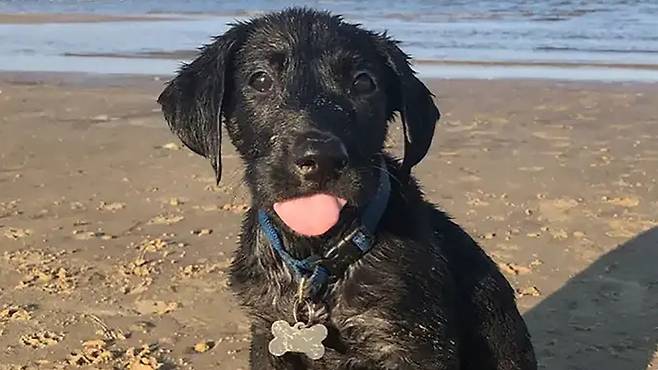 앤드루와 새디 윌리엄스 부부는 조이를 생후 6주 때 입양했다. 두 사람이 처음 찍은 사진에도 조이의 혀는 튀어나와 있다. / 사진=GWR