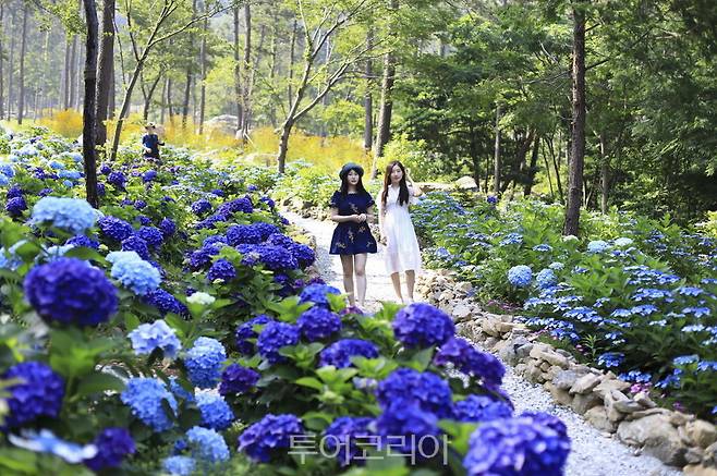 해남 포레스트 수목원 수국정원