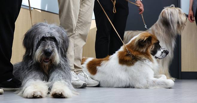 8일 서울 광진구 건국대학교 생명과학관에서 열린 한반도 토종견 유전자분석 연구결과 발표 기자회견에서 삽살개들(왼쪽부터 슬인이, 바둑이, 겨레)이 앉아있다./연합뉴스