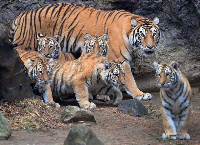경기 용인시 에버랜드 동물원 내 엄마 호랑이 건곤과 새끼 다섯 마리 아름, 다운, 우리, 나라, 강산의 모습. 강산은 지난해 1월 음식물이 기도를 막아 숨졌다. 연합뉴스