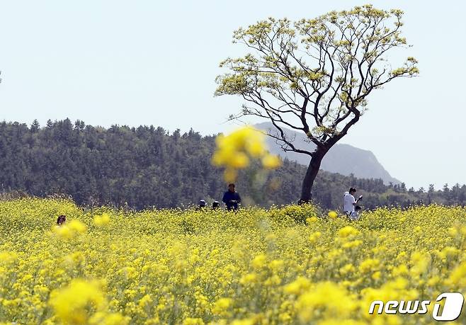 지난 4월9일 오전 제주 서귀포시 안덕면 신화월드 인근에 유채꽃이 만발해 봄 기운을 물씬 풍기고 있다.2023.4.9/뉴스1 ⓒ News1 고동명 기자