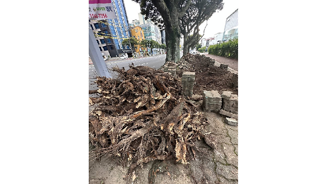 가로수 식수대 개선 사업 공사로 잘려나간 뿌리 (사진, 제주참여환경연대 제공)