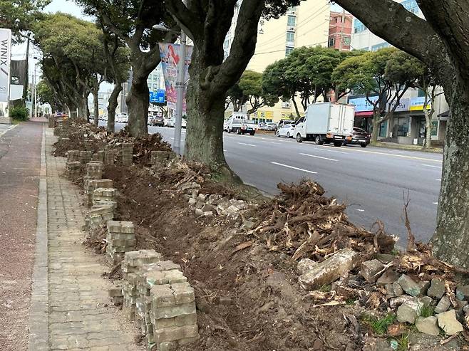 가로수 식수대 개선 사업 공사로 잘려나간 뿌리 (사진, 제주참여환경연대 제공)
