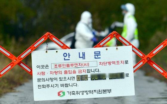 [나주=뉴시스] 류형근 기자 = 12일 오후 전남 나주의 한 오리농장에서 고병원성 조류인플루엔자(AI) 의심 축이 발생함에 따라 방역당국이 예방적 살처분을 위해 출입 통제를 하고 있다. 2021.11.12. hgryu77@newsis.com