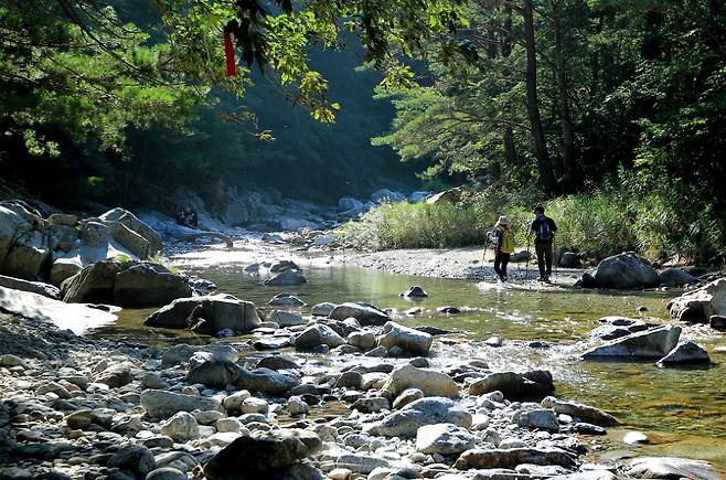 Hikers in a forest in Inje, Gangwon Province. (Courtesy of Korea Forest Service)