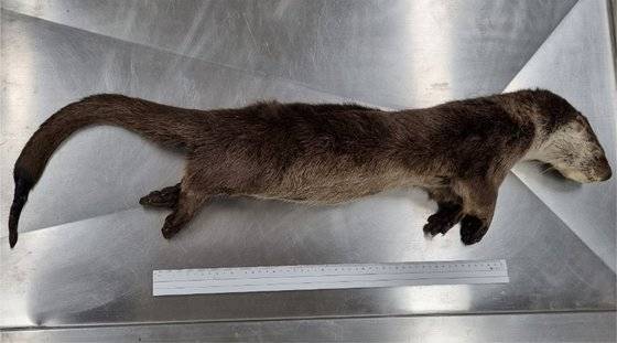 강원도 화천군 북한강 상류에서 구조된 지 나흘 만에 숨을 거둔 수달의 모습. 사인은 수은 중독으로 밝혀졌다. 사진 Journal of Ecology and Environment