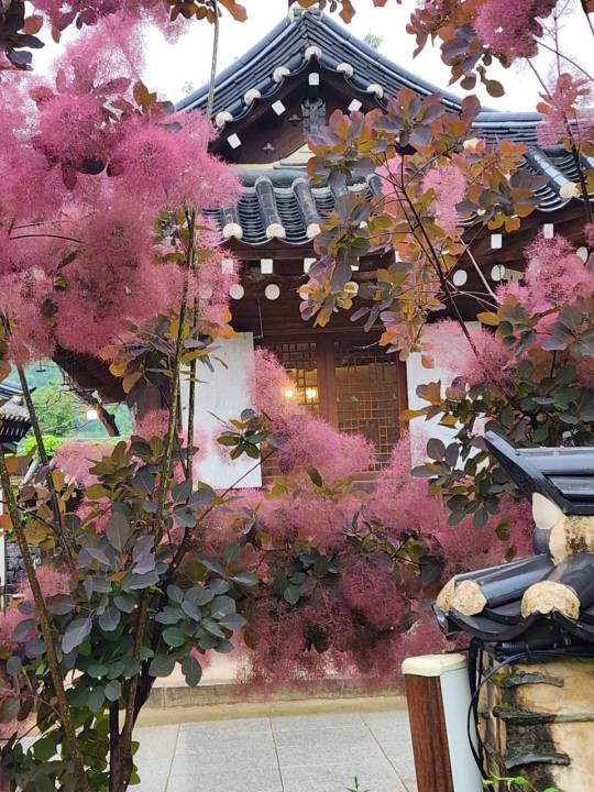 비오는 주말인 지난 5월27일 북한강변 경기 남양주 조안면 한옥카페 ‘고당’ 대문을 들어서자 마주친 자엽안개나무. 솜사탕나무로 불리는 자엽안개나무가 한옥과 잘 어우러진다.