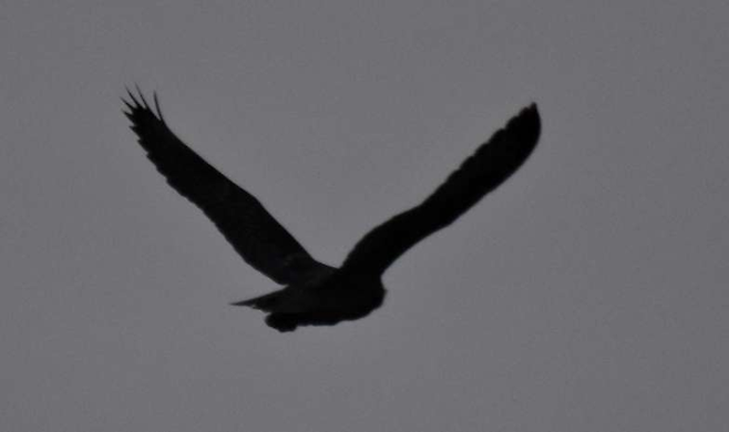 대구 금호강 팔현습지에서 목격된 멸종위기 수리부엉이. 대구환경운동연합 제공.