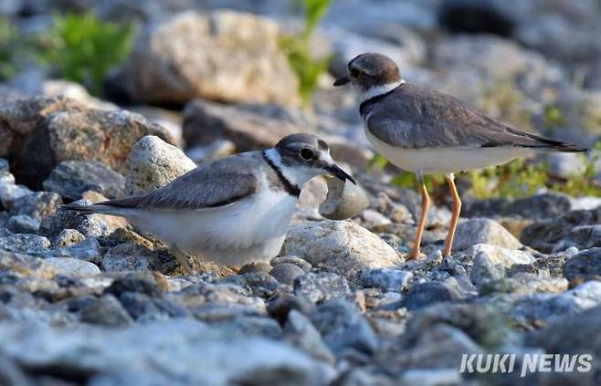 천적으로부터 새끼를 보호하기 위해 흰목물떼새는 껍질을 멀리 물어다 버린다.