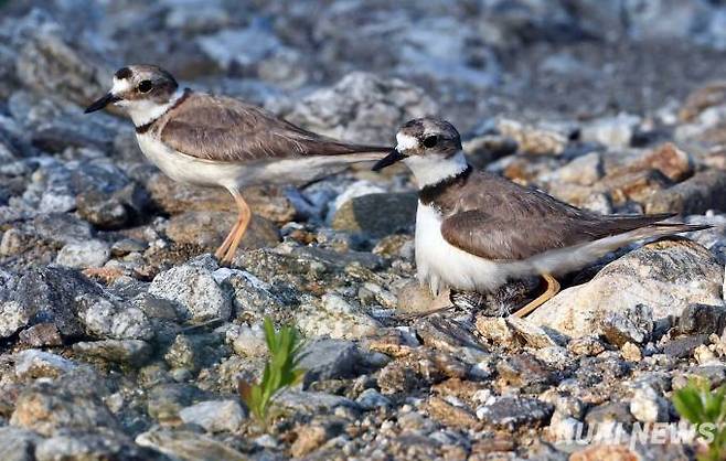 '나도 한번 품어보자' 흰목물떼새 아비새가 어미새와 교대해 새끼를 조심스럽게 품고 있다.