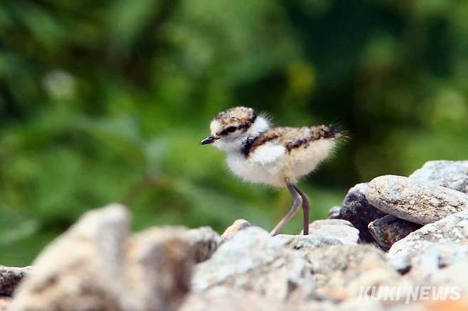 '갓 태어난 꼬마물떼새 새끼'도요목 물떼샛과의 꼬마물떼새는 봄에 한국에 날아와 10월까지 지내고 나서 동남아로 가는 여름 철새로 몸길이 16cm, 날개길이 10.5∼12cm, 꽁지 길이 5.5∼6.5cm, 몸무게 0.03∼0.04kg로 매우 작은 새다.