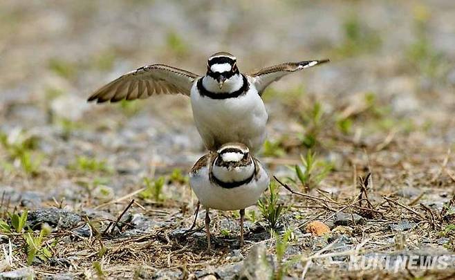 '짝짓기하는 꼬마물떼새'꼬마물떼새는 3월 중순에 국내에 도래해 하천, 자갈밭, 매립지의 풀이 적고 모래와 자갈이 많은 곳에서 서식하며, 주로 곤충을 먹는다. 종종걸음으로 빠르게 달리다 갑작스럽게 멈주고 먹이를 잡아먹는 행동을 한다.