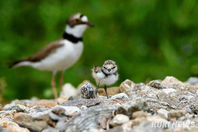 '뽀송뽀송 꼬마물떼새 새끼' 갓태어난 꼬마물떼새가 털이 마르자 어미새와 함께 나들이에 나섰다.