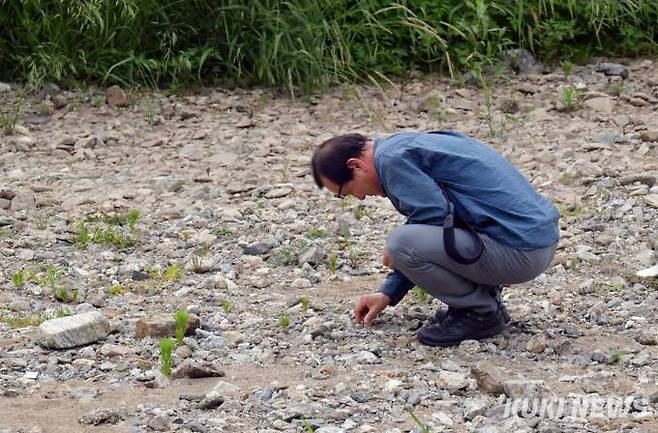 그린새 서정화 대표가 산곡천에서 조심스럽게 꼬마물떼새 알 상태를 살펴보고 있다.