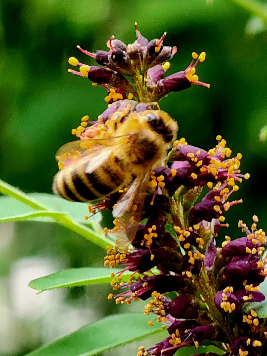 족제비싸리는 꿀벌이 자라나는 데 필요한 꽃꿀과 꽃가루를 제공하는 대표적인  밀원(蜜源)식물이다. 봄 야생화 꿀은 족제비싸리에서 시작해 밤꽃이 필 때까지 이어지 개망초로 마무리된다는 이야기도 있다.  지난 5월26일 서울 서대문구 안산 기슭 꿀벌이 정신없이 꿀을 빨고 있다.