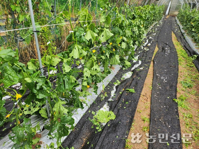 충북 제천 금성면 활산리에 11일 갑자기 내린 우박으로 수확을 앞둔 오이가 떨어지고 가지가 꺾여 있다.