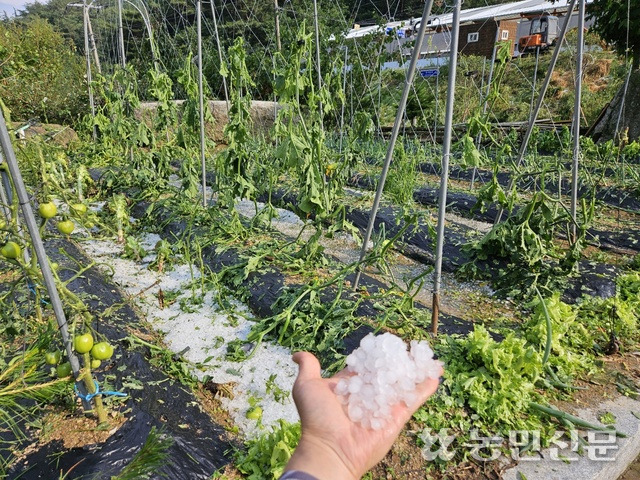 11일 충북 제천시 금성면 월굴리 오이밭에서 구슬보다 큰 우박을 보여주고 있다.