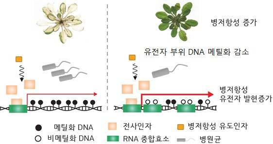 전자 부위의 DNA 메틸화 (gene body DNA methylation)를 통한 식물 병저항성 기억 모델. 포항공대 제공