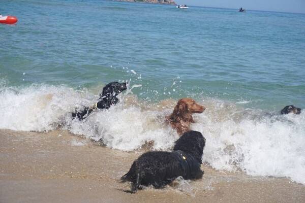 강원도 애견동반 해변 양양 해피플레이스 애견비치 / 온라인 커뮤니티