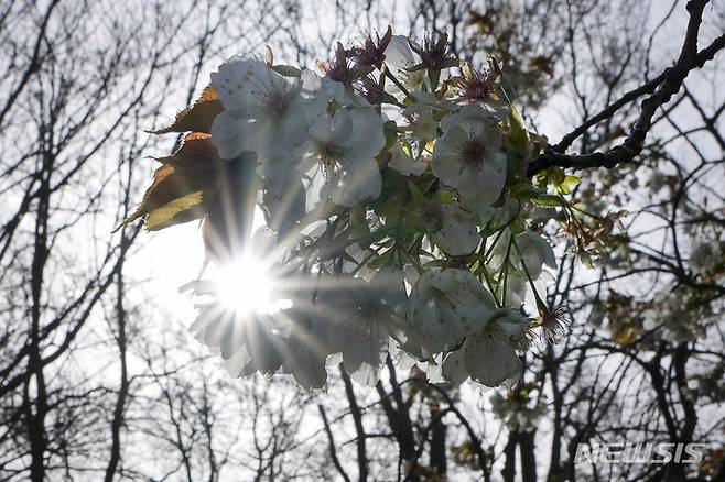 [쾨켄호프(네덜란드)=AP/뉴시스] 지난해 4월12일(현지시간) 세계적으로 유명한 네덜란드 쾨켄호프 꽃밭에서 태양이 벚꽃을 밝히고 있다. 2023.06.13.