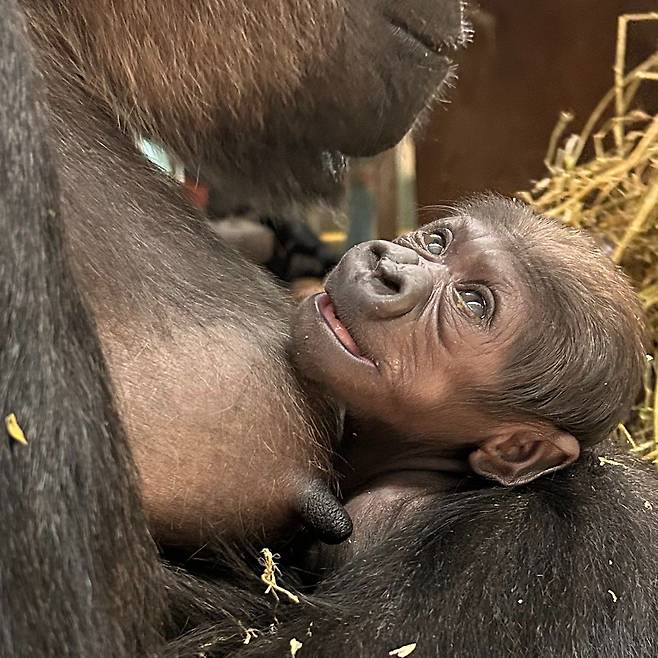 어미 '카얄라'의 품에 안겨있는 새끼 고릴라' 자흐라'. /Smithsonian Zoo Facebook