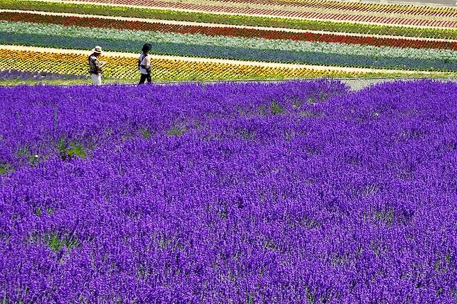 홋카이도 명소 후라노 라벤더 밭 / 사진 = 언스플래쉬