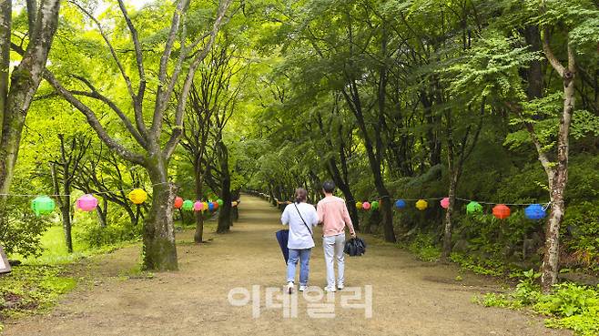 내장사 일주문에서 사찰로 이어지는 108그루 단풍나무 터널 (사진=김명상 기자)