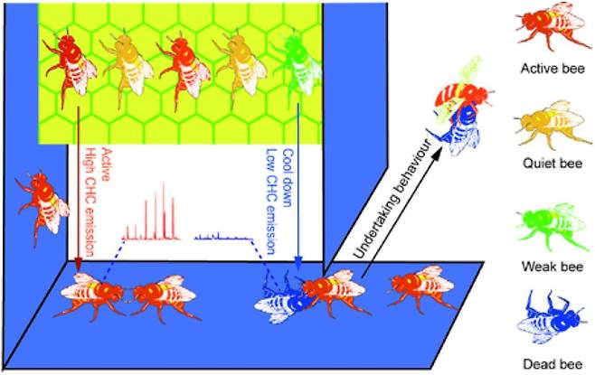 벌집 내 꿀벌은 체온으로 구별된다. 살아서 움직이는 꿀벌은  붉은색, 죽은 벌은 파란색이다. 벌집도 온도에 따라 같은 색 차이를 보인다. 꿀벌은 페로몬 방출이 급감한 동료를 체온이 낮아 죽은 것으로 판단해 밖으로 내다 버린다./중국 시솽반나 열대식물원