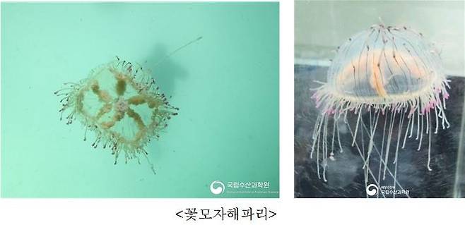 꽃모자해파리 [수과원제공. 재판매 및 DB금지]