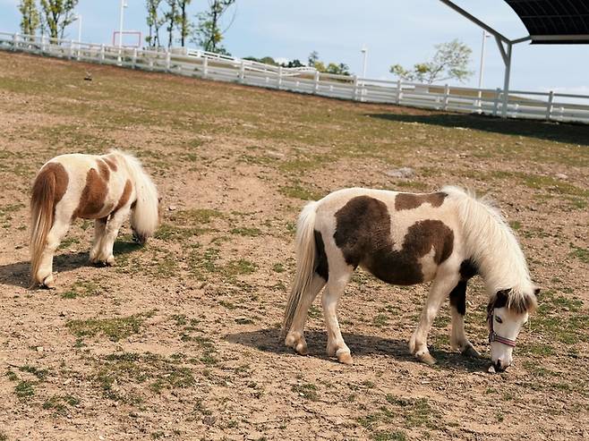 벨포레 목장 / 사진= 권효정 여행+ 기자