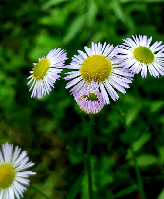 흰색과 연보라색 빛깔이 조화를 이룬 개망초. 2020년 6월10일 대통령실 무궁화동산 촬영