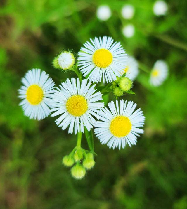 개망초 ⓒ서효원