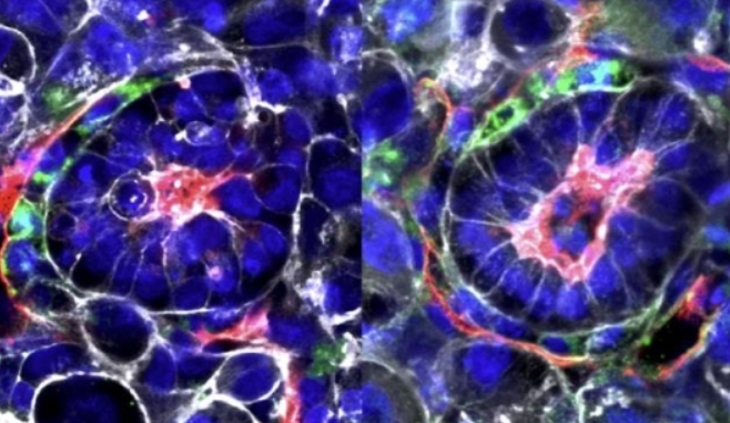 막달레나 제르니카·괴츠 교수가 공개한 인공 배아 모델. /사진=연합뉴스