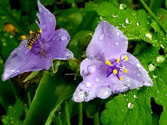 아침 무렵 빗방울 맺힌 자주색 자주달개비에 벌이 찾아왔다. 2021 년 5월17일 경기 남양주시 프라임악기박물관