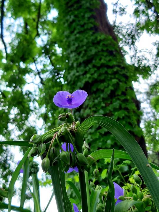 서울 용산 대통령실(옛 국방부) 무궁화동산 인근 담쟁이덩쿨로 뒤덮인 아까시 나무 곁에 꽃을 피운 자주달개비.2021년 5월17일 촬영