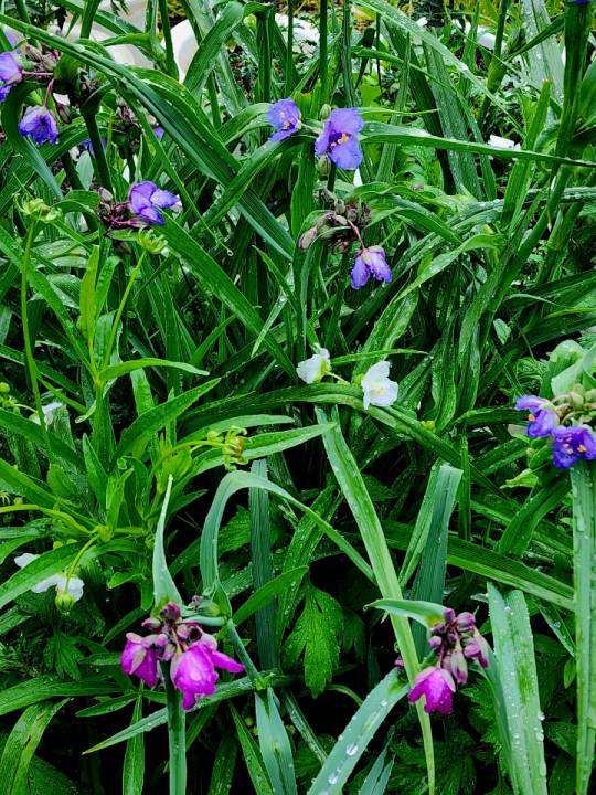 자주색, 흰색꽃, 분홍색 3종류 자주달개비 꽃이 피어 있다. 북한강변 경기 양평 한 식당 앞뜰에서 지난 5월27일 촬영