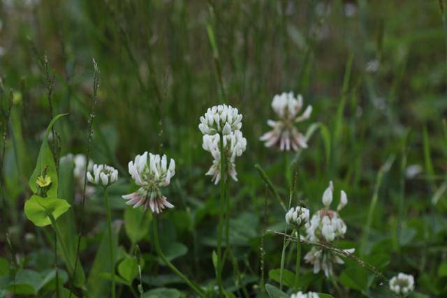 토끼풀. 클로버라고도 부른다. 목축용으로 1900년 무렵 국내에 일부러 들여온 외래식물. 일찍이 네덜란드 상인이 일본에 드나들던 1846년 유럽에서 아시아 대륙으로 처음 유입되었고 지금은 거의 전 대륙에 토끼풀 없는 나라가 없을 정도다.
