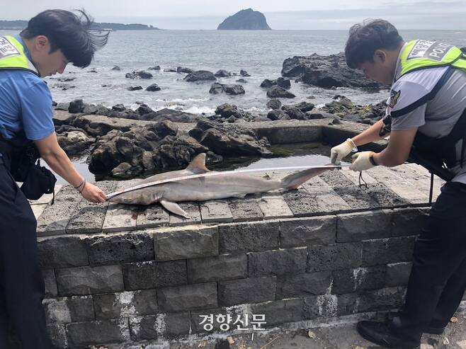 지난 11일 제주 서귀포 해안가에서 발견된 무태상어 사체. 서귀포해양경찰서