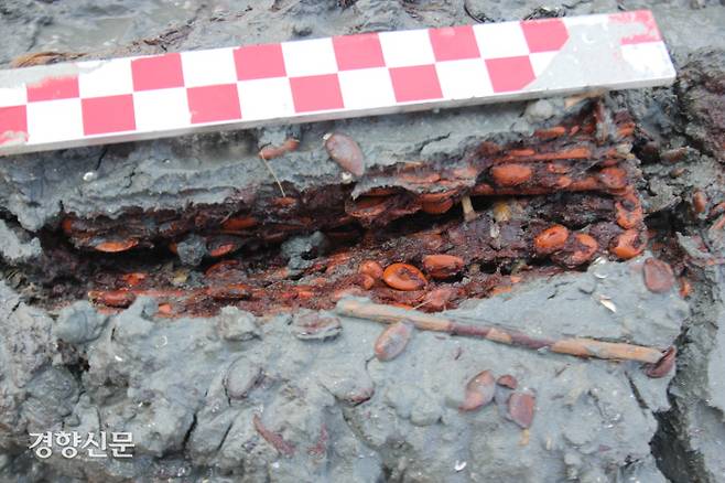 12~13세기 고려시대 선박인 대부도2호선 발굴에서 모습을 드러내고 있는 곶감꾸러미. 감씨와 붉은 색의 과육이 800년전의 모습 그대로 노출되고 있다. 나뭇가지 뭉치와 함께 나뭇가지를 묶은 것으로 보이는 초본류가 확인됐다.|국립해양문화재연구소 제공