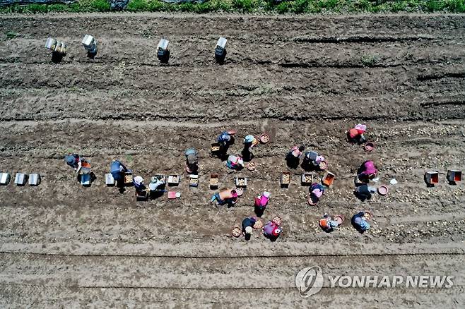그림 같은 김해 도요마을 (김해=연합뉴스) 경남 김해시지속가능발전협의회와 김해시 생림면 도요마을 주관한  '도요 힐링 인생컷' 사진 공모전 수상작 중 감자 수확. 2023.6.20 [김해시 제공. 재판매 및 DB 금지] seaman@yna.co.kr