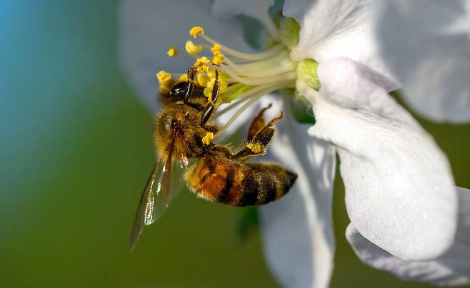 꿀벌이 꽃에서 꿀을 따고 있습니다. 인간은 꿀벌의 노동을 이용하는 거고, 그런 점에서 꿀벌은 가축이에요. 게티이미지뱅크