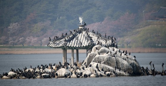 지난 4월 강릉 경포호 내 월파정 주변 바위섬을 차지하고 있는 가마우지 무리. [연합뉴스]