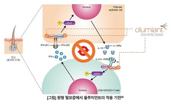 [서울=뉴시스] 원형 탈모증에서 올루미언트의 작용 기전. (사진=한국릴리 제공) 2023.06.22. photo@newsis.com   *재판매 및 DB 금지