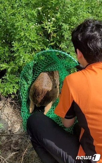 전남 광양소방서 광양119안전센터 대원이 시장에서 포획한 고라니를 인근 야산에 방사하고 있다.(광양119안전센터 제공)2023.6.23./뉴스1