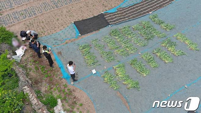 전남 여수에서 발견된 마약 양귀비.(여수해경 제공)2023.6.23/뉴스1